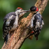 Woodpeckers